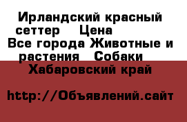 Ирландский красный сеттер. › Цена ­ 30 000 - Все города Животные и растения » Собаки   . Хабаровский край